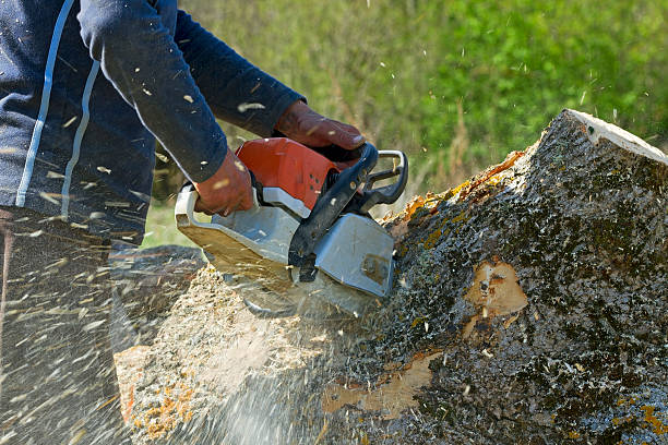 How Our Tree Care Process Works  in Grand Meadow, MN